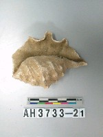 藏品(螺殼)的圖片